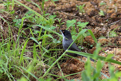 Toutinegra-de-cabea-preta (Sylvia melanocephala)