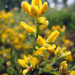 Carqueja em flor