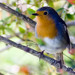 Pisco-de-peito-ruivo (Erithacus rubecula)