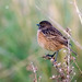 Cartaxo-comum (Saxicola torquata)