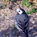 Alvola-branca-comum (Motacilla alba alba)