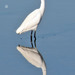 Gara-branca-pequena (Egretta garzetta)