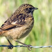 Cartaxo-comum (Saxicola torquata)