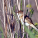 Rouxinol-dos-canios (Acrocephalus scirpaceus)
