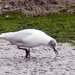 Guincho-comum (Larus ridibundus)