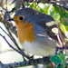 Pisco-de-peito-ruivo (Erithacus rubecula)