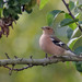 Tentilho-comum (Fringilla coelebs)