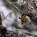 Estrelinha-de-cabea-listada (Regulus ignicapillus)
