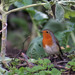 Pisco-de-peito-ruivo (Erithacus rubecula)