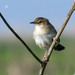 Funha-dos-juncos (Cisticola juncidis)