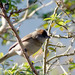 Toutinegra-de-barrete-preto (Sylvia atricapilla)