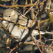 Pardal-comum (Passer domesticus)