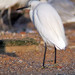 Gara-branca-pequena (Egretta garzetta)