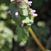 Urtiga-prpura (Lamium purpureum (L.))