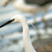 Gara-branca-pequena (Egretta garzetta)