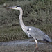 Gara-real (Ardea cinerea)