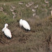 Gara-branca-pequena (Egretta garzetta)