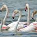 Flamingo-comum (Phoenicopterus ruber)