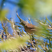 Pintarrxo-comum (Carduelis cannabina) ?