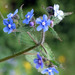 49 -  Olhos-de-gato (Pentaglottis sempervirens)