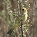 Felosa-musical (Phylloscopus trochilus)