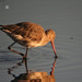 Maarico-de-bico-direito (Limosa limosa)