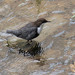 Melro-de-gua (Cinclus cinclus)