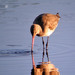 Maarico-de-bico-direito (Limosa limosa)