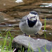 Alvola-branca-comum (Motacilla alba alba)