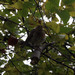 Pisco-de-peito-ruivo (Erithacus rubecula)