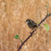 Funha-dos-juncos (Cisticola juncidis)