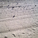seagulls footprints (lots of)