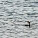 Corvo-marinho-de-faces-brancas (Phalacrocorax carbo)